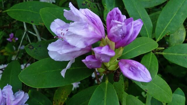 Rhododendrenblüte am 8.5.2012 !