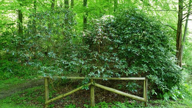 Der größte noch nicht blühende Rhododendrenbusch am 8.5.2012 !