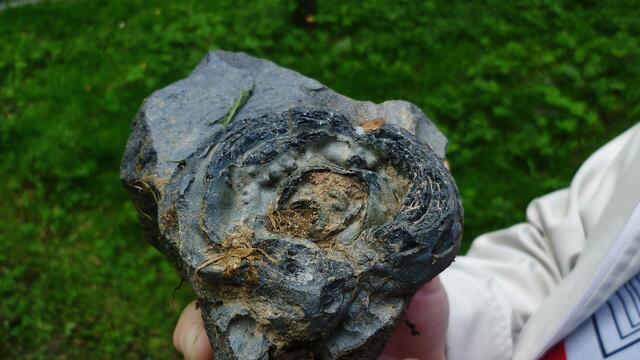 ... interessanter Fund !