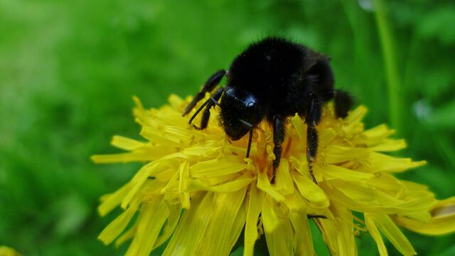 Viele Hummeln waren zu beobachten !