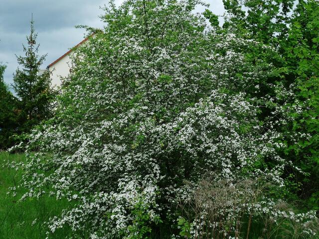 Zweigriffelige Weißdornblüte am 11.5.2012 !