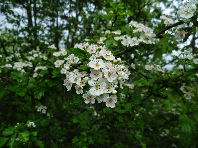 Zweigriffelige Weißdornblüte am 11.5.2012 !