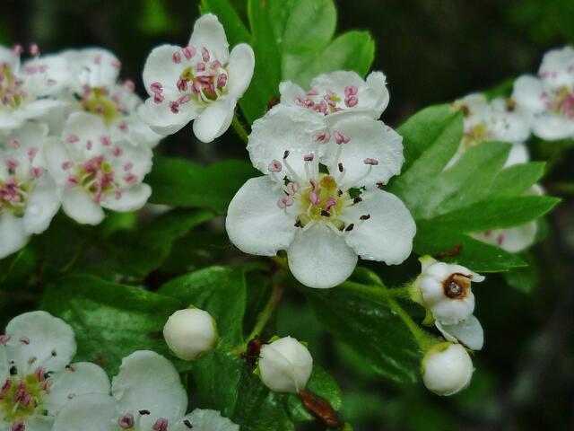 Zweigriffelige Weißdornblüte am 11.5.2012 !