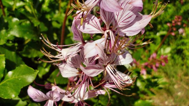Diptam (Dictamnus albus), auch Aschwurz oder Brennender Busch genannt !
