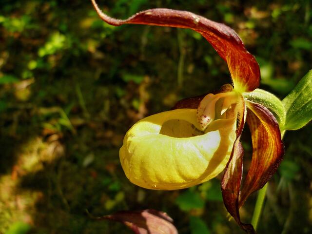 Gelb-Frauenschuh (Cypripedium calceolus)