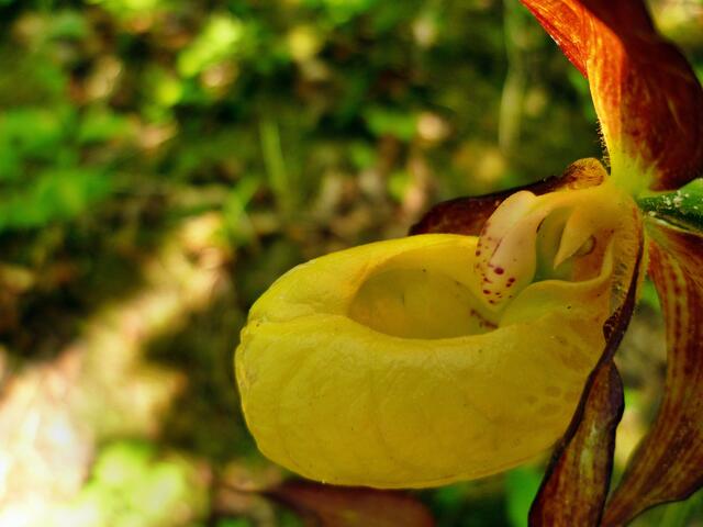 Gelb-Frauenschuh (Cypripedium calceolus)