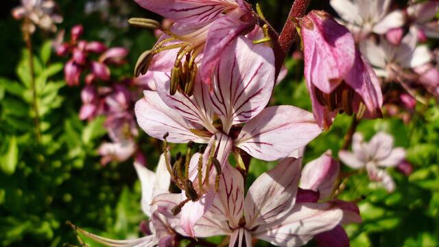 Diptam (Dictamnus albus), auch Aschwurz oder Brennender Busch genannt !