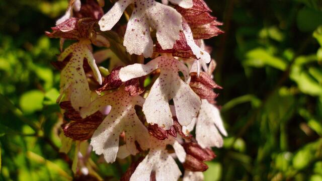 Das Purpur-Knabenkraut (Orchis purpurea) ist eine der größten heimischen Orchideen.