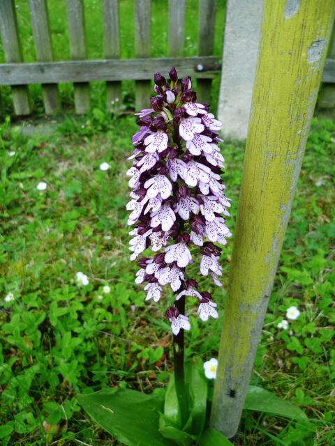 Das Purpur-Knabenkraut (Orchis purpurea) ist eine der größten heimischen Orchideen.