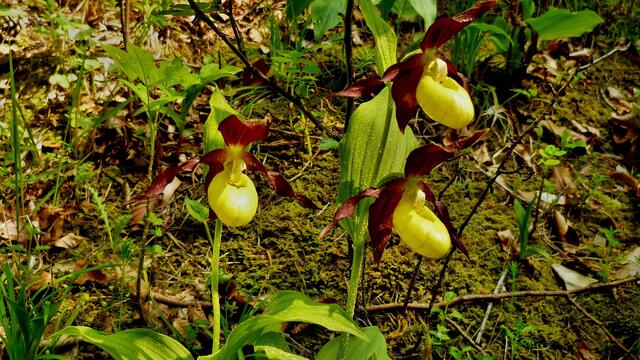 Gelb-Frauenschuh (Cypripedium calceolus)