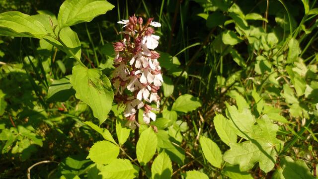 Das Purpur-Knabenkraut (Orchis purpurea) ist eine der größten heimischen Orchideen.