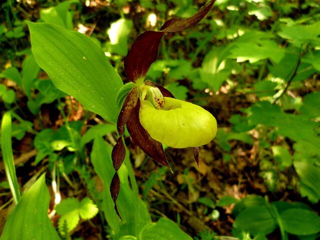 Gelb-Frauenschuh (Cypripedium calceolus)
