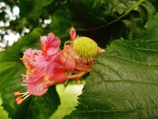 .. am 21.5.2012,Blüte und Nachwuchs !