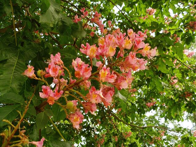 .. am 21.5.2012,fleischrote Blüte !