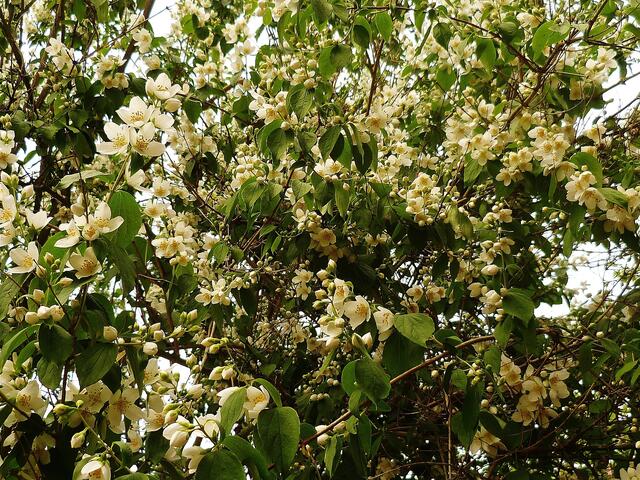 Jasminblüte am 6.6.2012 !
