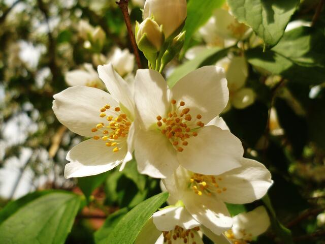 Jasminblüte am 6.6.2012 !