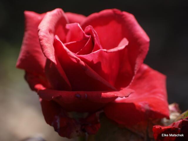 ...eine wunderschöne Rose, im Duftgarten