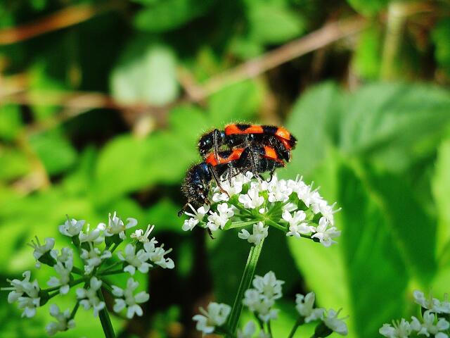 Buntkäfer (Gemeiner Bienenkäfer) am 23.6.2012 !