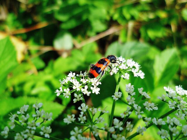 Buntkäfer (Gemeiner Bienenkäfer) am 23.6.2012 !