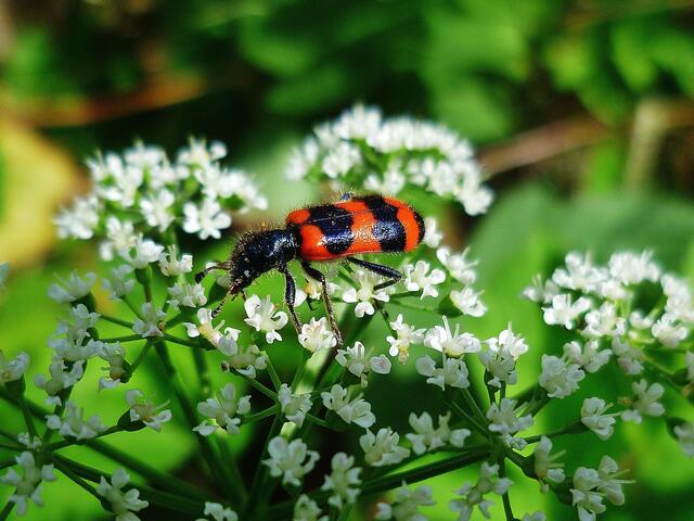 Buntkäfer (Gemeiner Bienenkäfer) am 23.6.2012 !