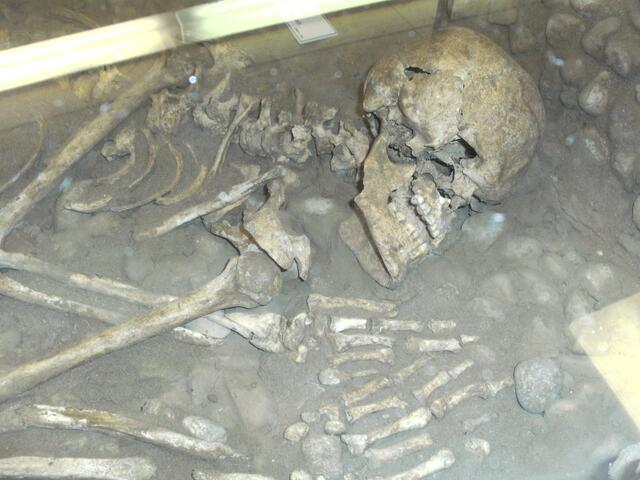 Skelett eines "Glockenbecherkultur-Angehörigen" Fundort (Industriegelände Ampack) Original im Schaukasten des Museums Königsbrunn