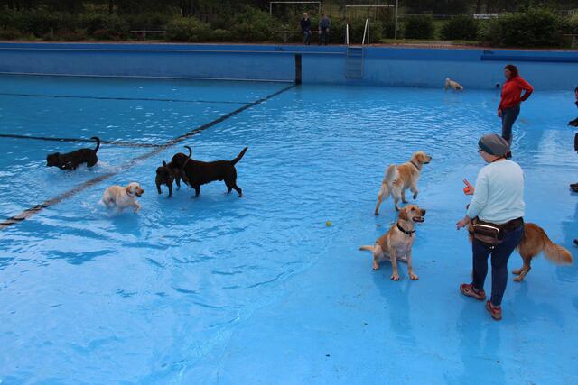 Viel los und dennoch weitgehend ruhig – das war die Bilanz des ersten Hundeschwimmens im Freibad Landau 2017.