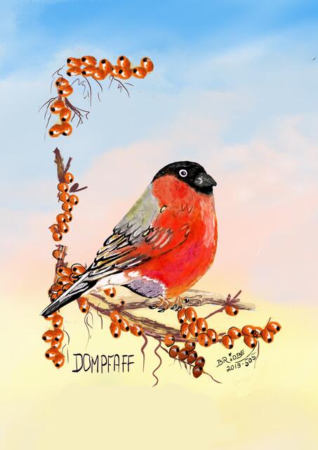 Dompfaff - Simpel