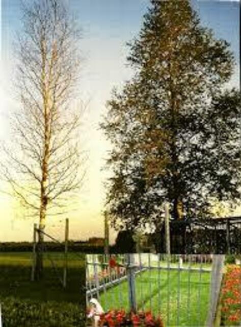 Birke am Rasenkreuz Meggen ohne Laub | Foto: © Bild: Privat