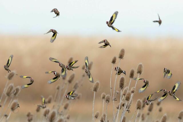 Stieglitz | Foto: Robert Kugler