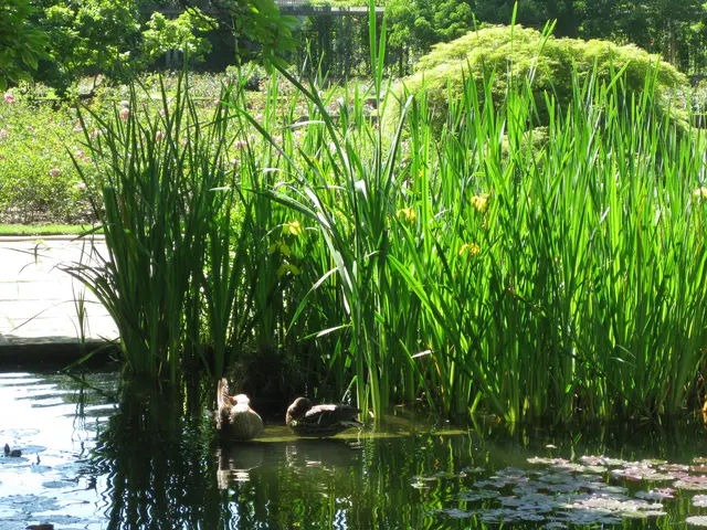 Stadtpark Hannover -Entenfamilie im Wassergarten | Foto: eigenes Bild