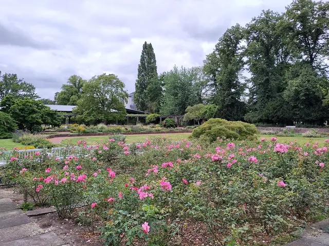 Stadtpark Hannover - der Rosengarten Ende Juli 2026 | Foto: eigenes Bild