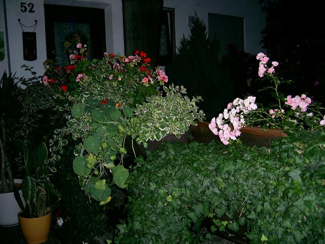 Blumen im Mondschein