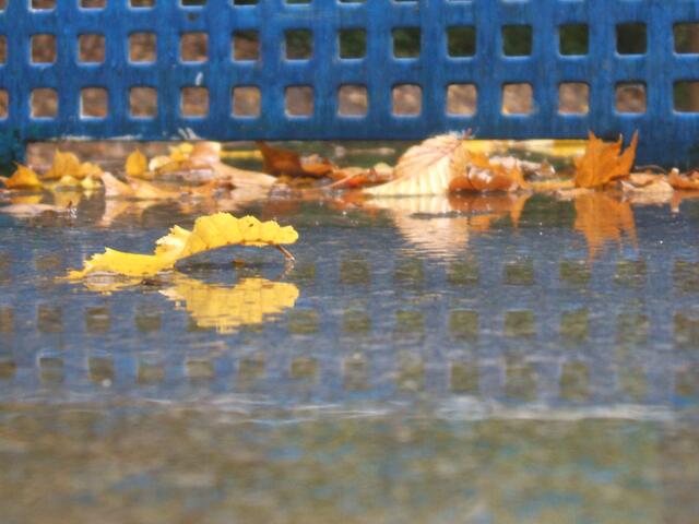 Herbstlaub