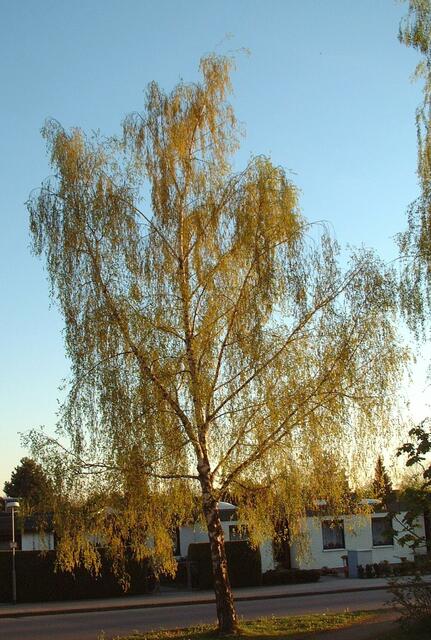 Der Baum...