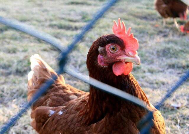 Glückliches Huhn