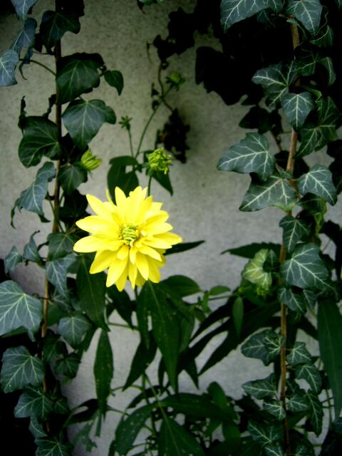 Sonntagsgruss