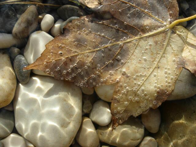 Herbstblatt in der Isar
