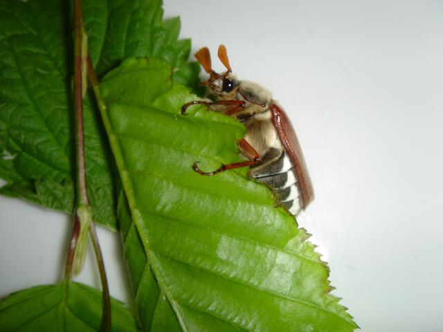 Maikäfer