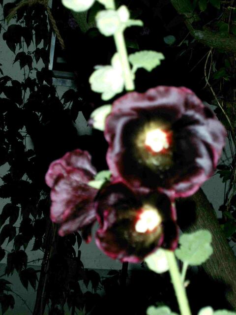Stockrose, Farbe: fast schwarz
