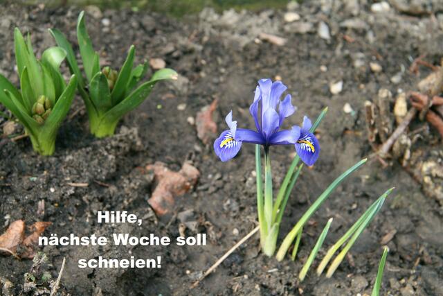 Lilie blüht zu früh!