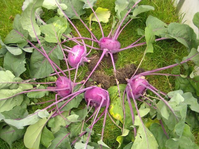 Kohlrabi aus dem Hochbeet. Geerntet am 3. Juni 2007