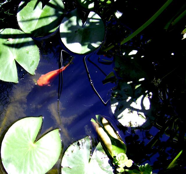 Gold......Fisch im Wasser