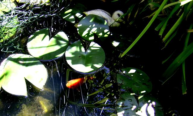 ,,,wie Fisch im Wasser