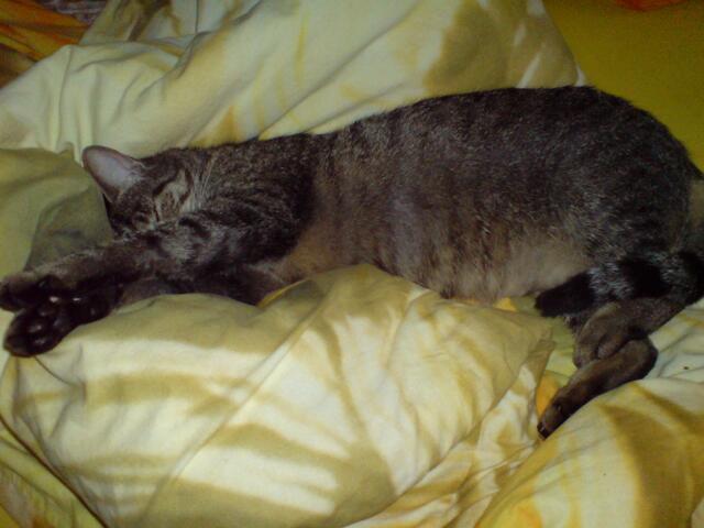 maxi im bett erwischt