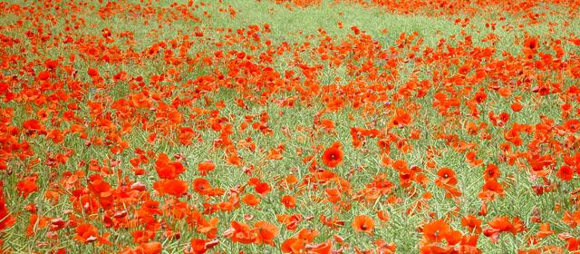 Mohnblumen