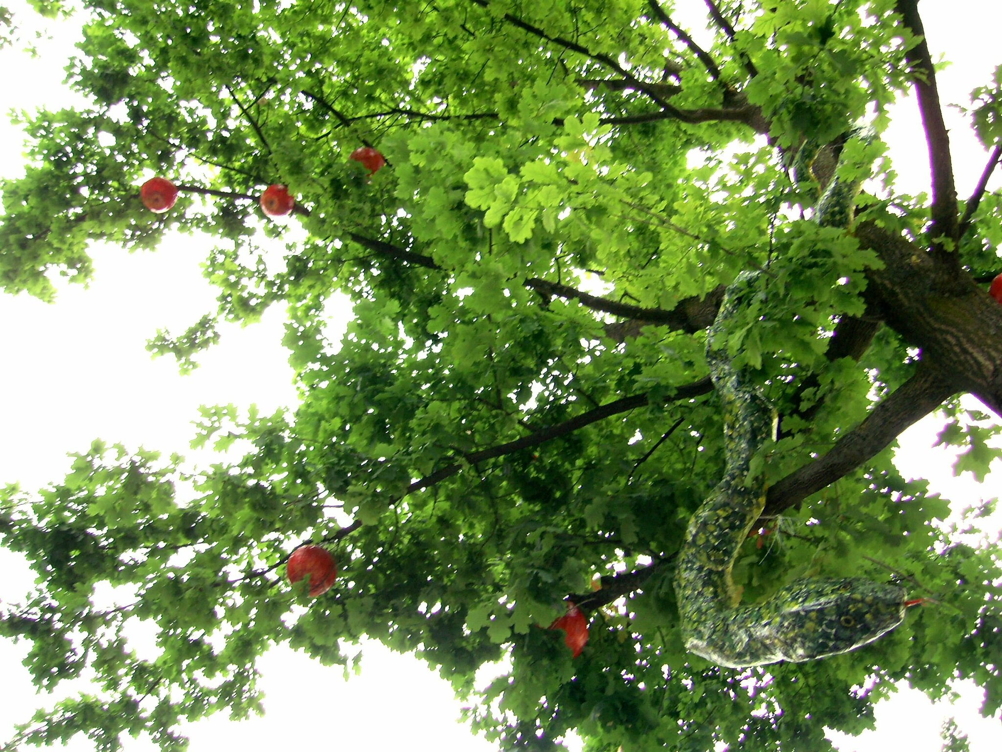 Bei mir im Garten steht ein "Baum der Erkenntnis"