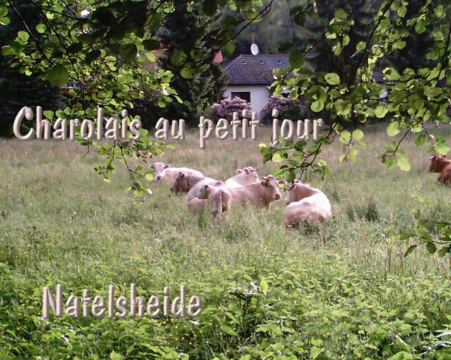 Charolais. Olè!
