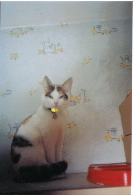 Ich hab doch Modelqualitäten?