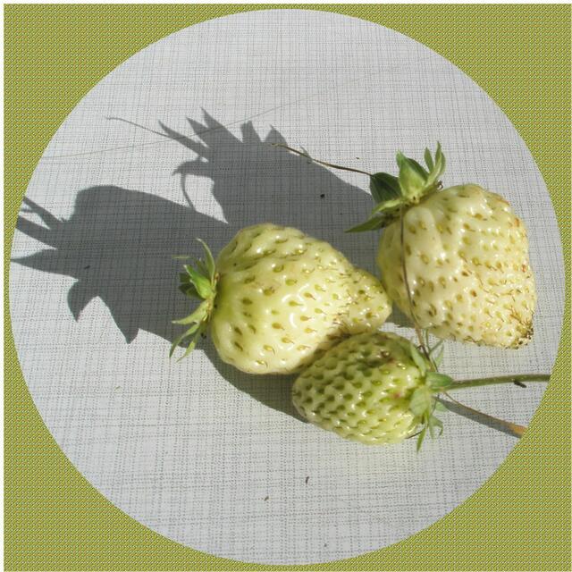 Die Erdbeeren wurden tatsächlich heute am 9.November geerntet, nur genießen werden wir sie kaum können :-))