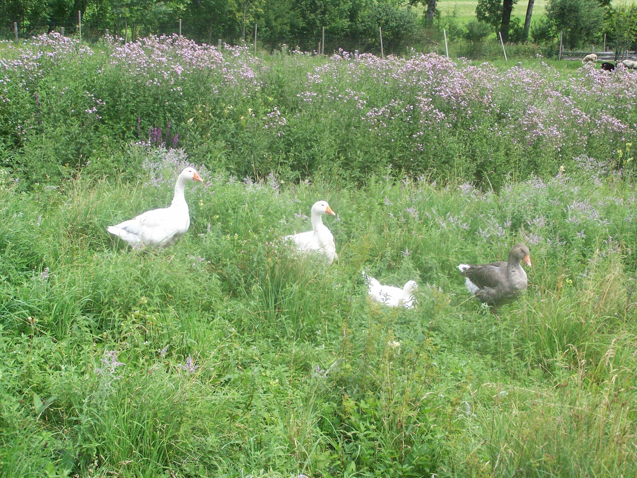 Und so geht der Gänsemarsch....